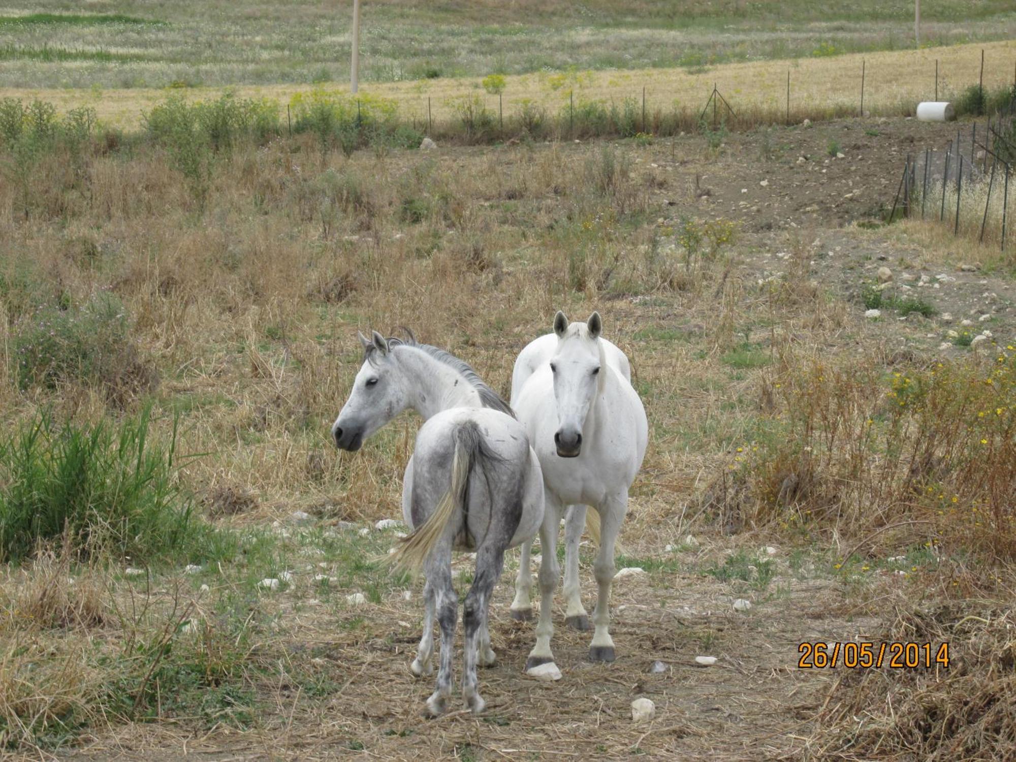 Agriturismo Reggia Saracena Agrigento Zewnętrze zdjęcie